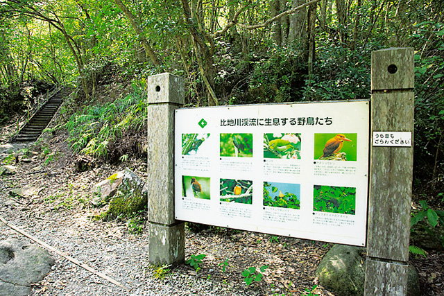 やんばるの生き物を紹介する案内板/比地大滝(沖縄県/国頭村)