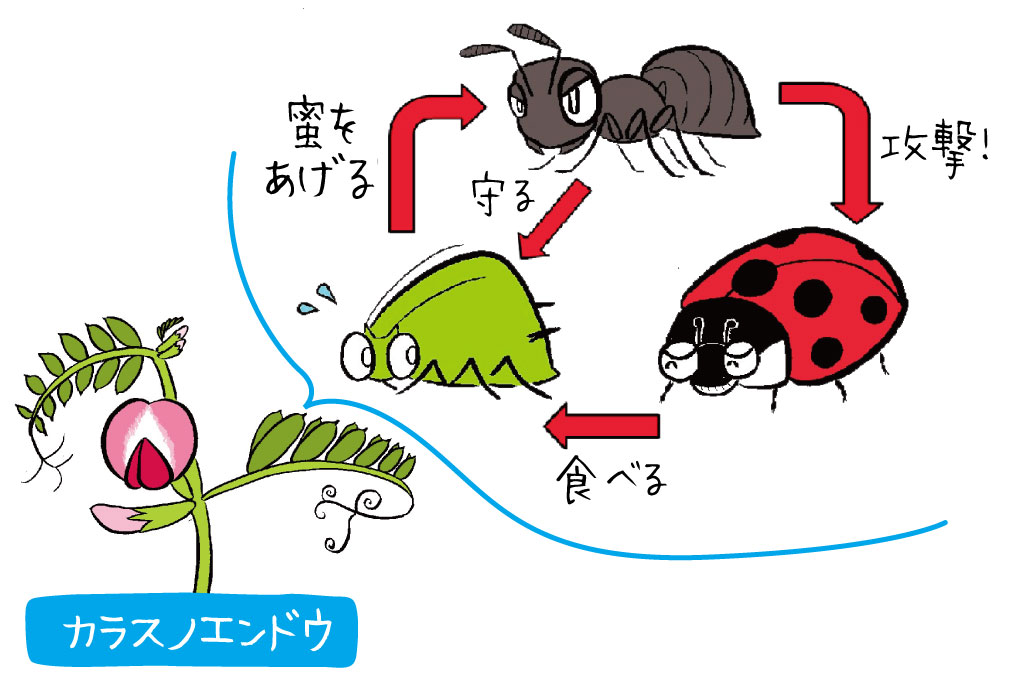 カラスノエンドウのイラスト/昆虫たちの小さな命のドラマも!