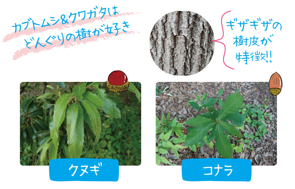 カブトムシ&クワガタはどんぐりの樹が好き/カブトムシ・クワガタが好む木は?