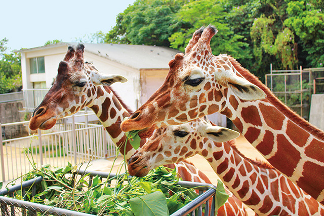動物園のキリン/沖縄こどもの国(沖縄県/沖縄市)