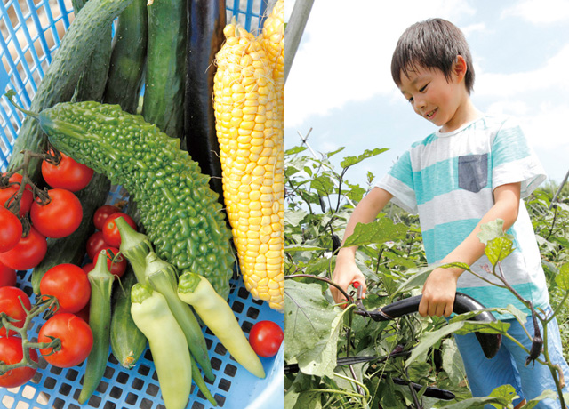 夏野菜と収穫体験の様子/ひまわり迷路&夏野菜収穫体験農園(茨城県/つくば市)
