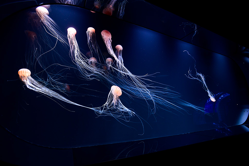 サンシャイン水族館の新エリア「海月空感(くらげくうかん)」(東京都/豊島区)