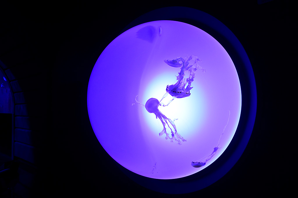 サンシャイン水族館の「クラゲルーペ」(東京都/豊島区)