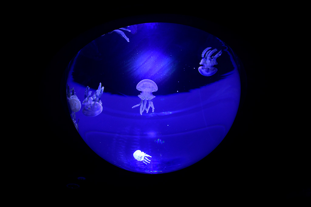 サンシャイン水族館の「クラゲドロップ」(東京都/豊島区)
