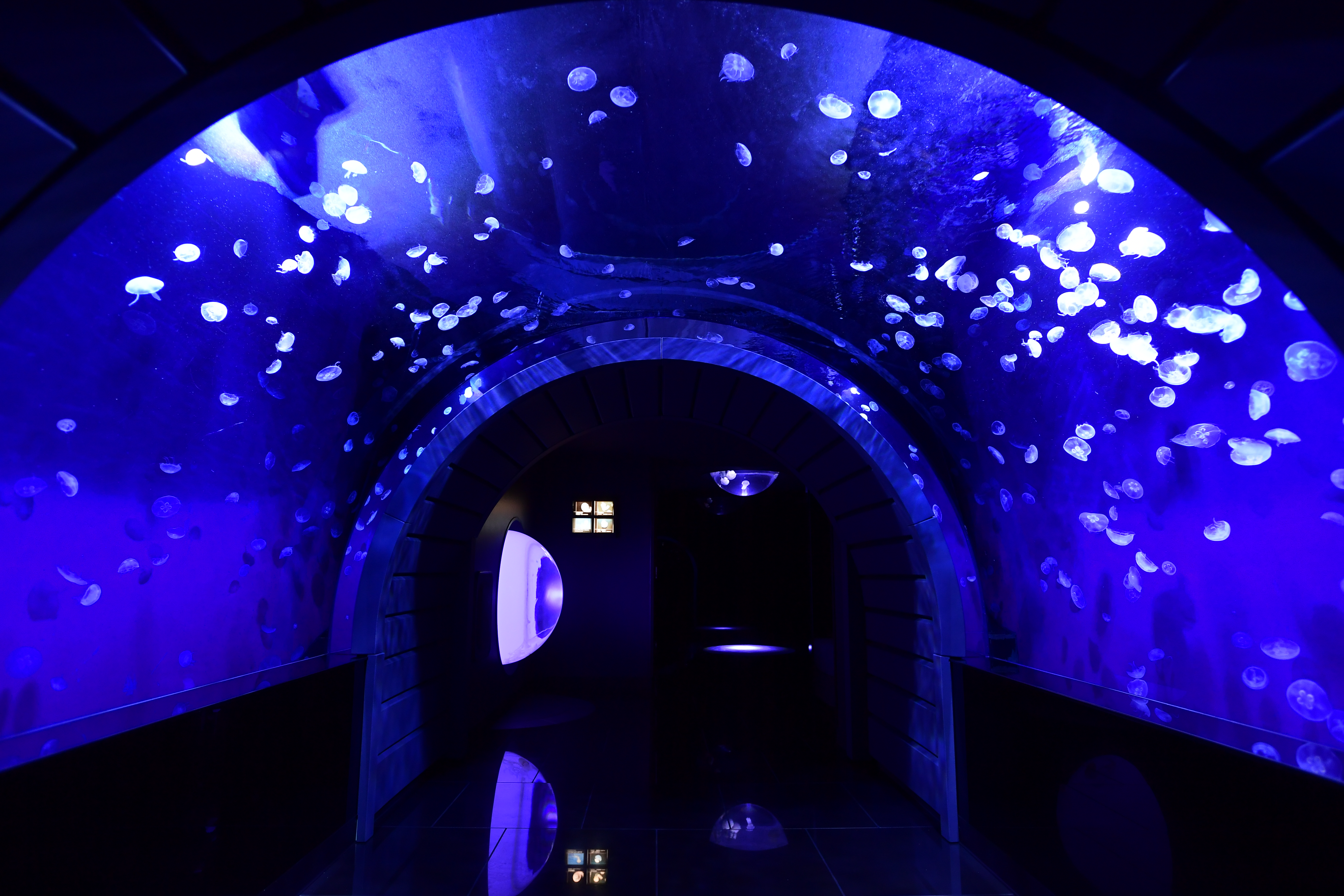 サンシャイン水族館の「クラゲトンネル」(東京都/豊島区)