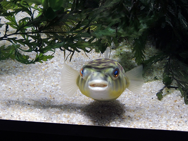 テトラオドンリネアートゥス/カワスイ 川崎水族館(神奈川県)