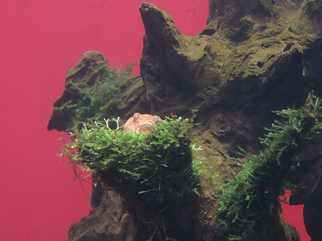 テトラオドンミウルス/カワスイ 川崎水族館(神奈川県)