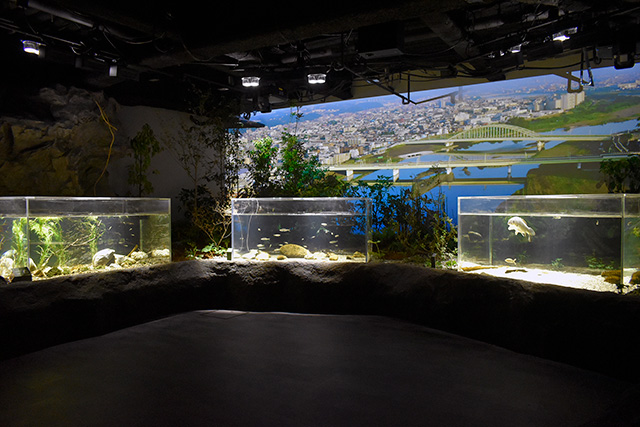 多摩川ゾーン/カワスイ 川崎水族館(神奈川県)