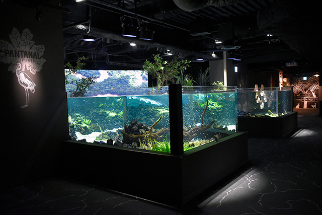 「パンタナルエリア」の水槽/カワスイ 川崎水族館(神奈川県)