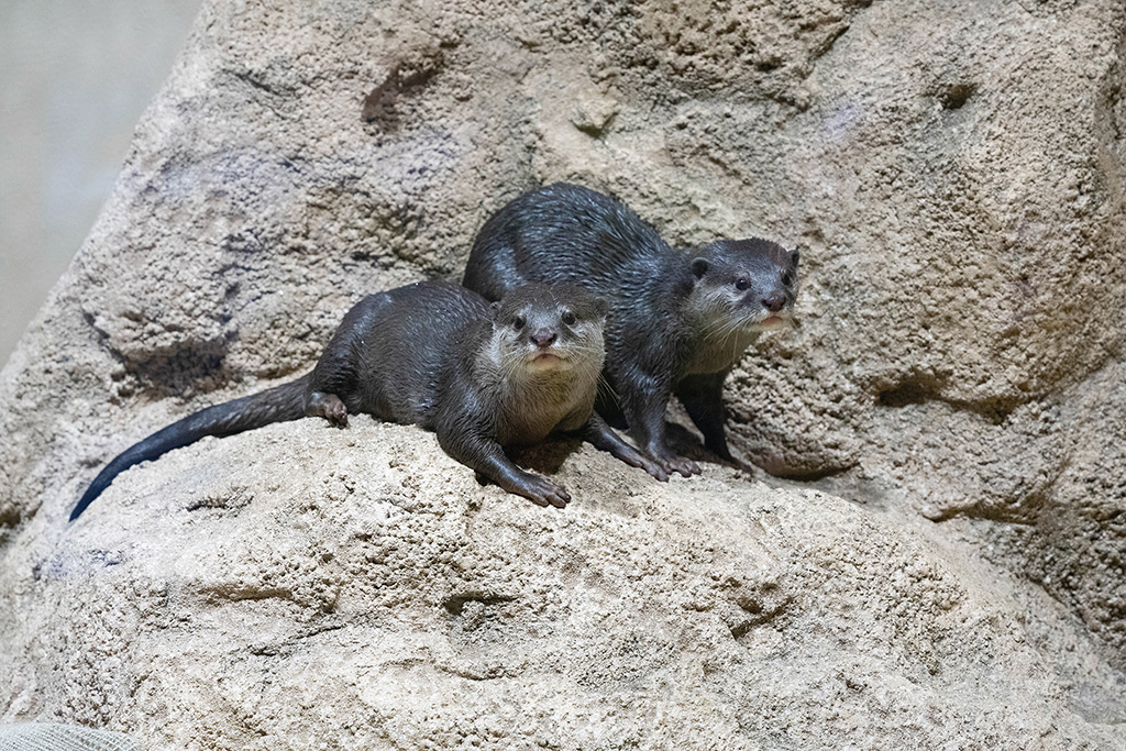 2階にいるコツメカワウソ/DMMかりゆし水族館(沖縄県/豊見城市)