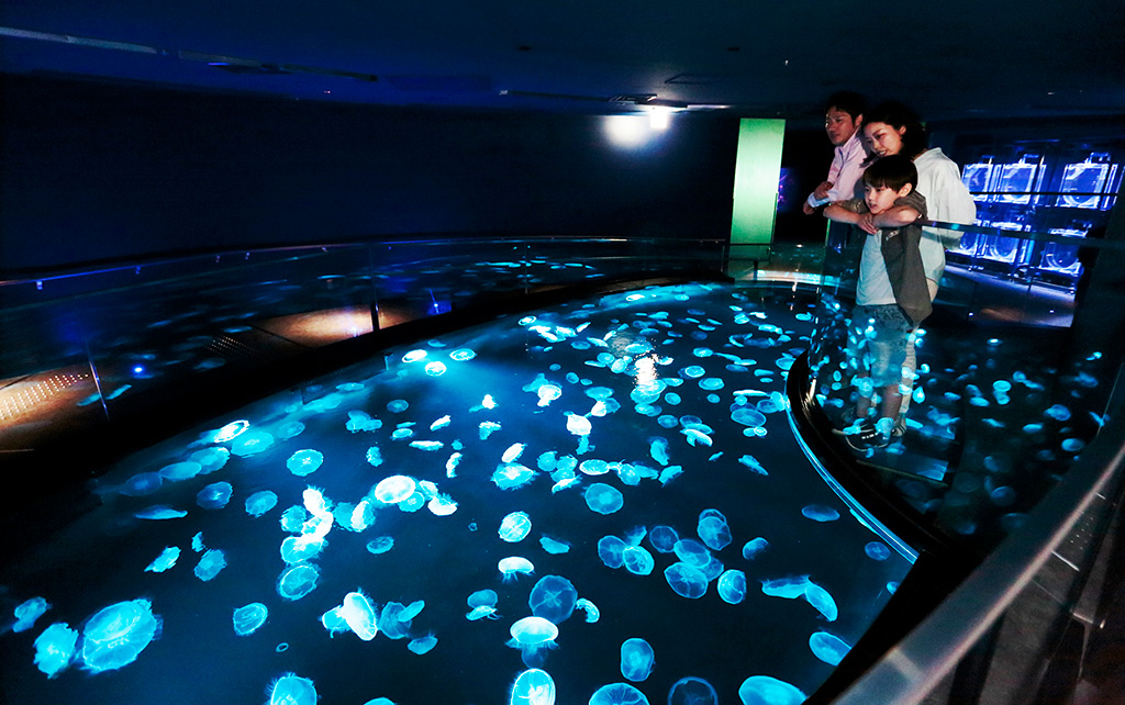 新体感水槽「ビッグシャーレ」/すみだ水族館(東京都/墨田区)