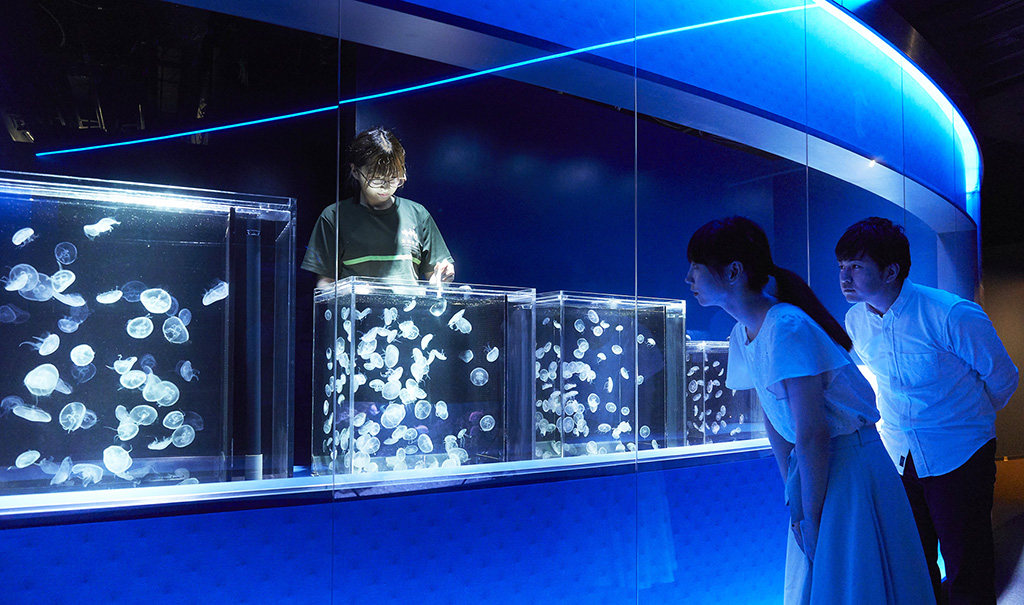 「京都クラゲ研究部」/京都水族館(京都府/京都市)