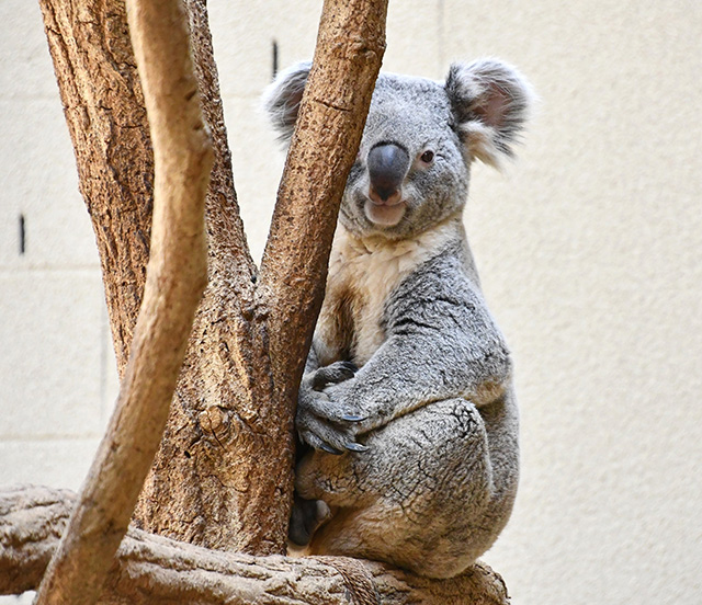 ピーター(オス)/東山動植物園(愛知県/名古屋市)