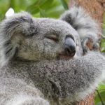 コアラがいる動物園は7つ！赤ちゃんと約50頭の最新情報！性格や睡眠時間など生態も