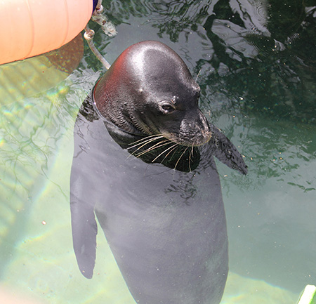 ワイキキ水族館のアザラシ