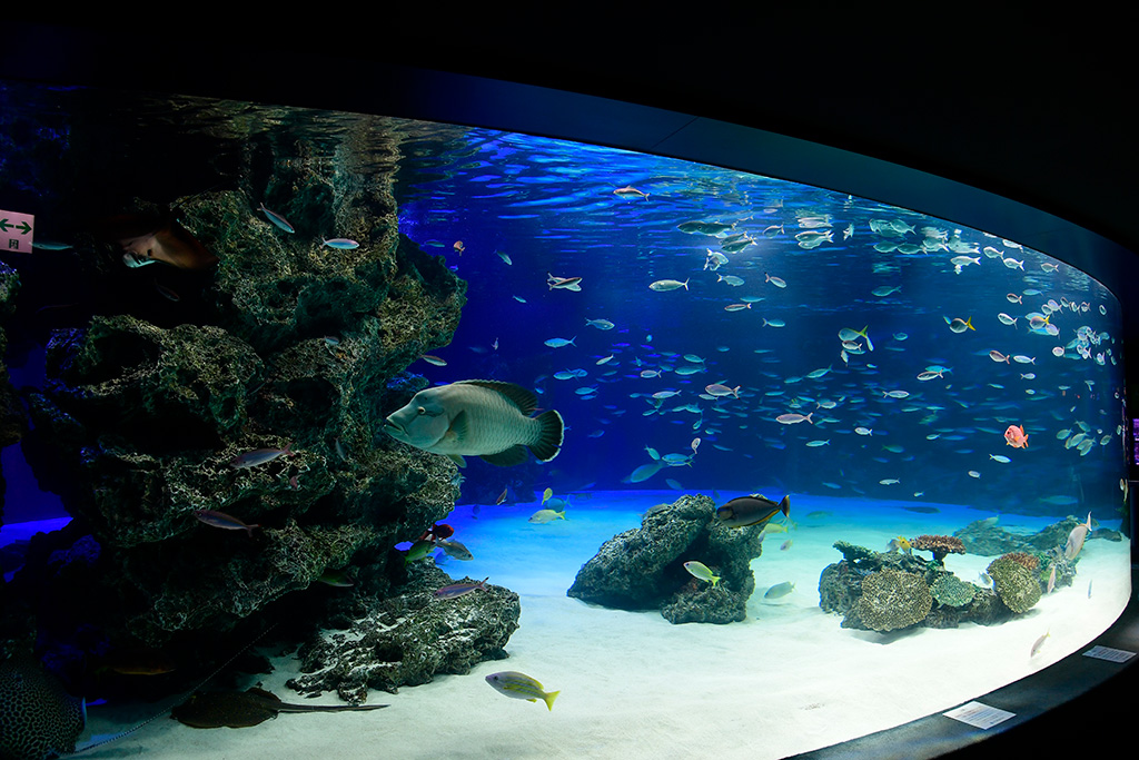 大水槽サンシャインラグーン/サンシャイン水族館(東京都/豊島区)