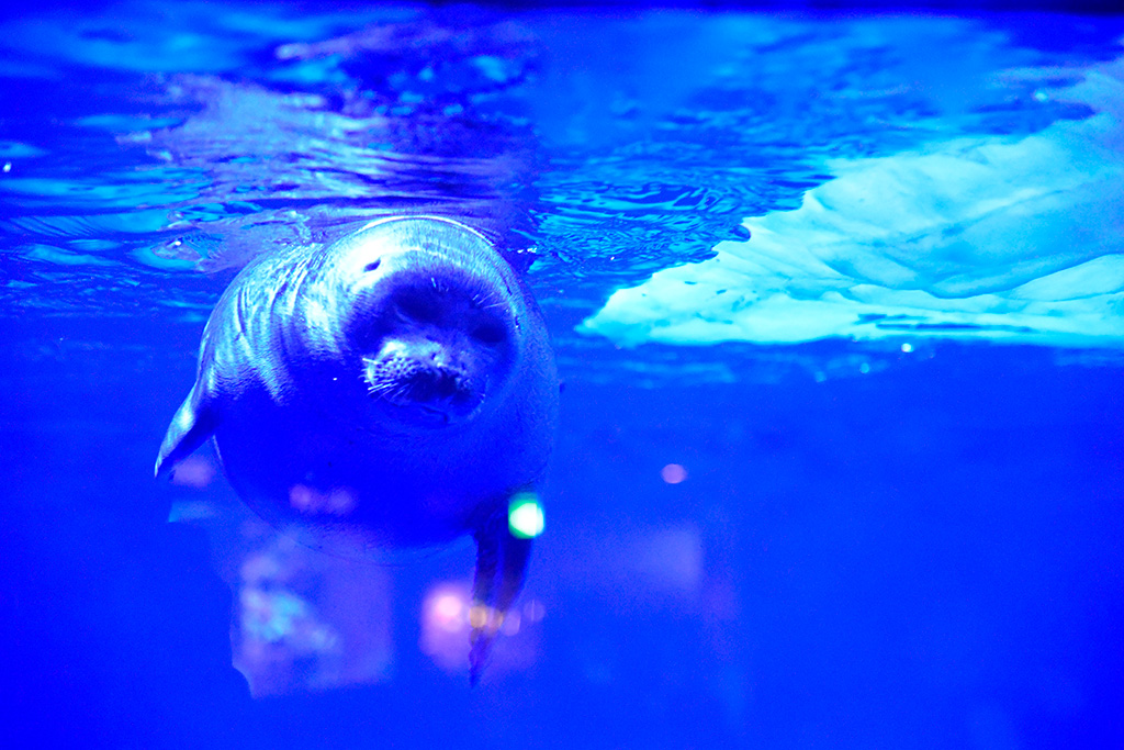 湖にすむアザラシ/サンシャイン水族館(東京都/豊島区)