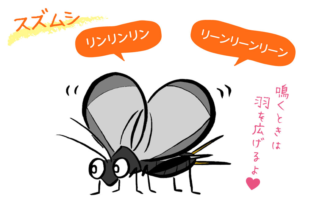 スズムシ/秋の昆虫採集!スズムシ&コオロギ