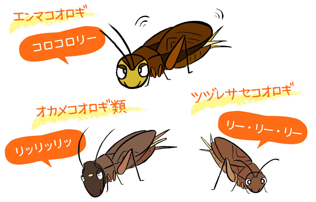 コオロギ/秋の昆虫採集!スズムシ&コオロギ