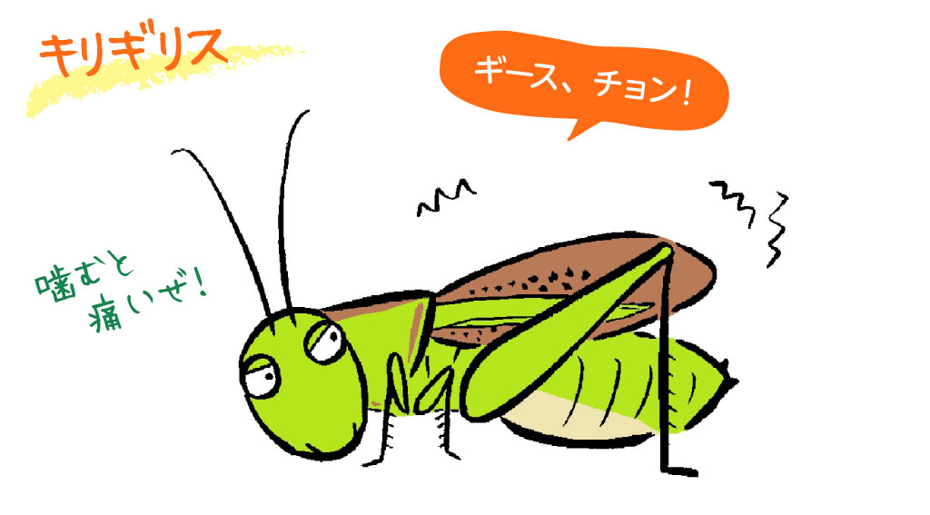 キリギリス/秋の昆虫採集!スズムシ&コオロギ
