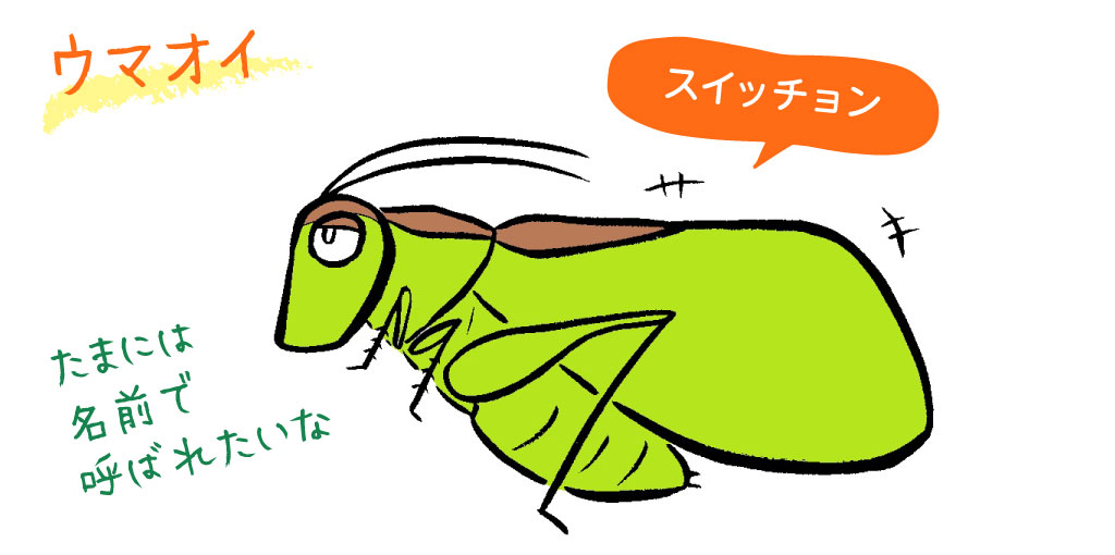 ウマオイ/秋の昆虫採集!スズムシ&コオロギ
