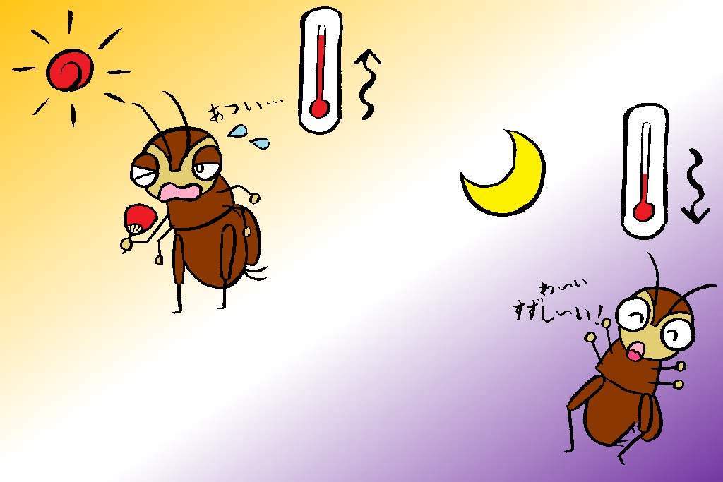 コオロギやスズムシの鳴き始める時期/秋の昆虫採集!スズムシ&コオロギ