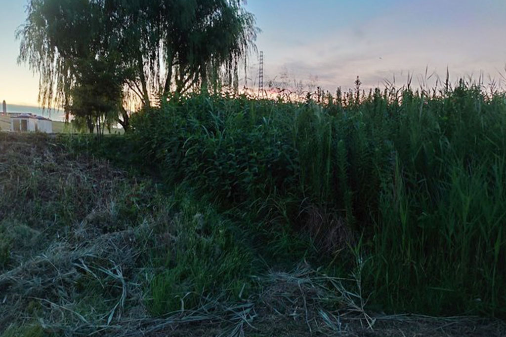 夕方、日が落ちてだいぶ涼しくなった時間帯の草むら/秋の昆虫採集!スズムシ&コオロギ