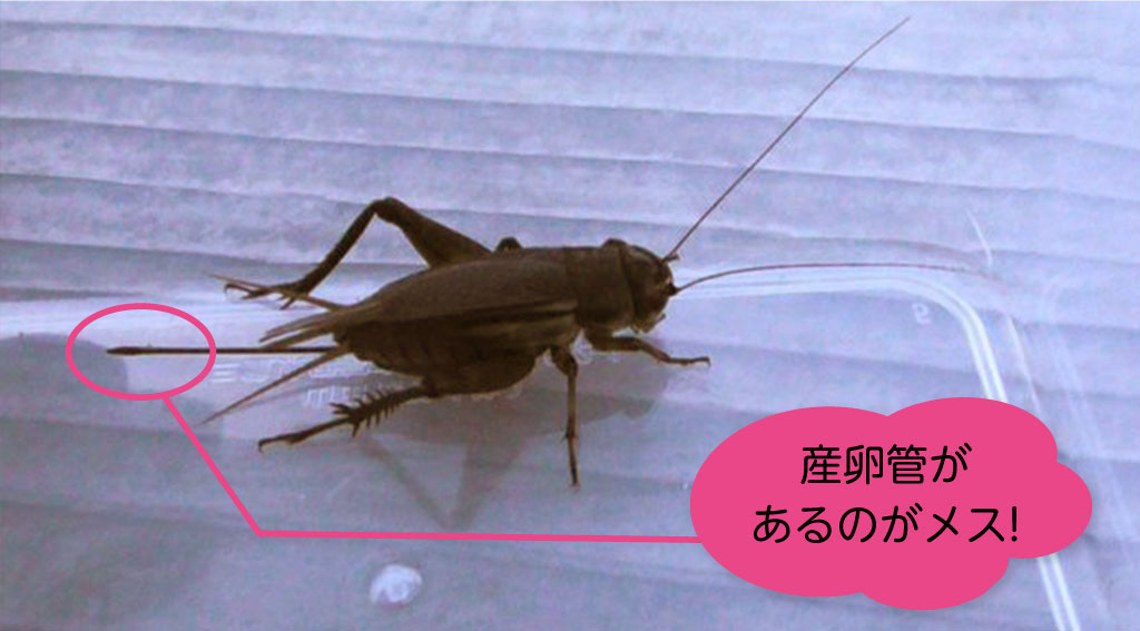 エンマコオロギのメス/秋の昆虫採集!スズムシ&コオロギ