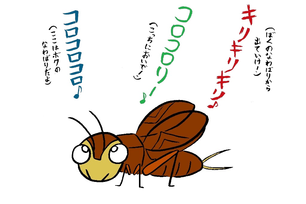 鳴き声の意味/秋の昆虫採集!スズムシ&コオロギ