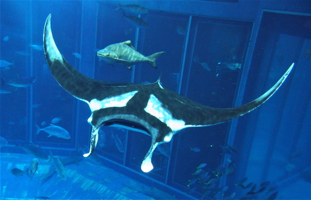 オニイトマキエイ/画像提供:国営沖縄記念公園(海洋博公園)・沖縄美ら海水族館