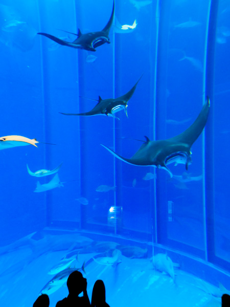 ナンヨウマンタが並ぶように泳ぐ様子/画像提供:国営沖縄記念公園(海洋博公園)・沖縄美ら海水族館