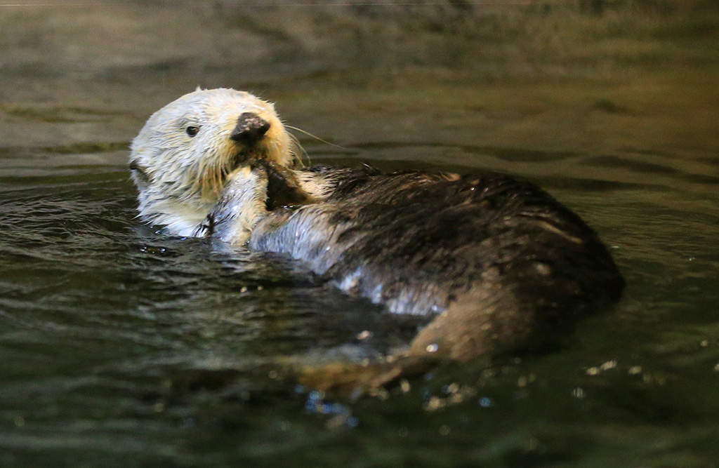ラッコの“明日花”/神戸市立須磨海浜水族園(兵庫県/神戸市)