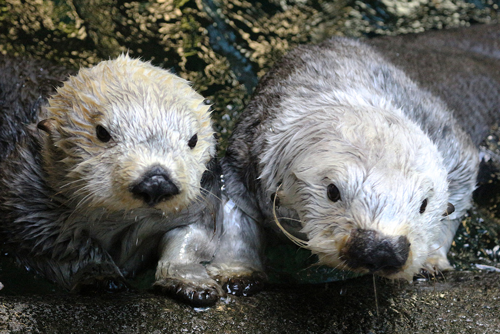 ラッコの”ラッキー”と”明日花”神戸市立須磨海浜水族園(兵庫県/神戸市)