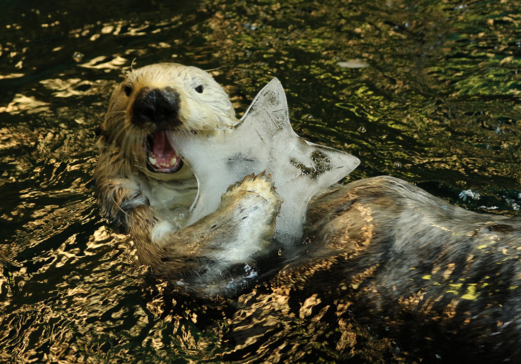 ラッコの“ラッキー”/神戸市立須磨海浜水族園(兵庫県/神戸市)