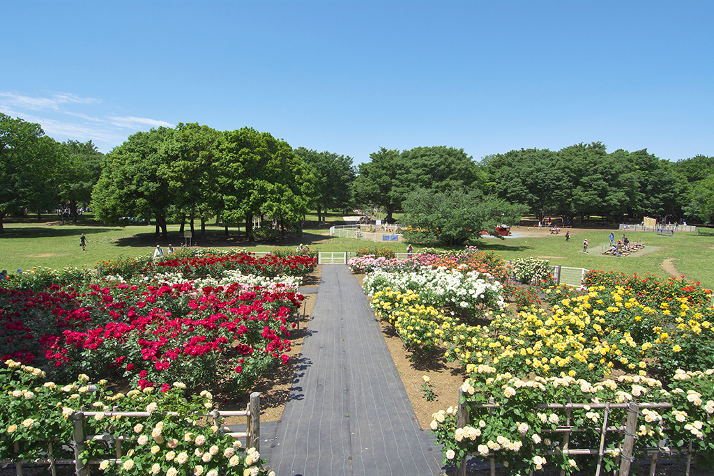 砧公園のバラ園(東京都/世田谷区)