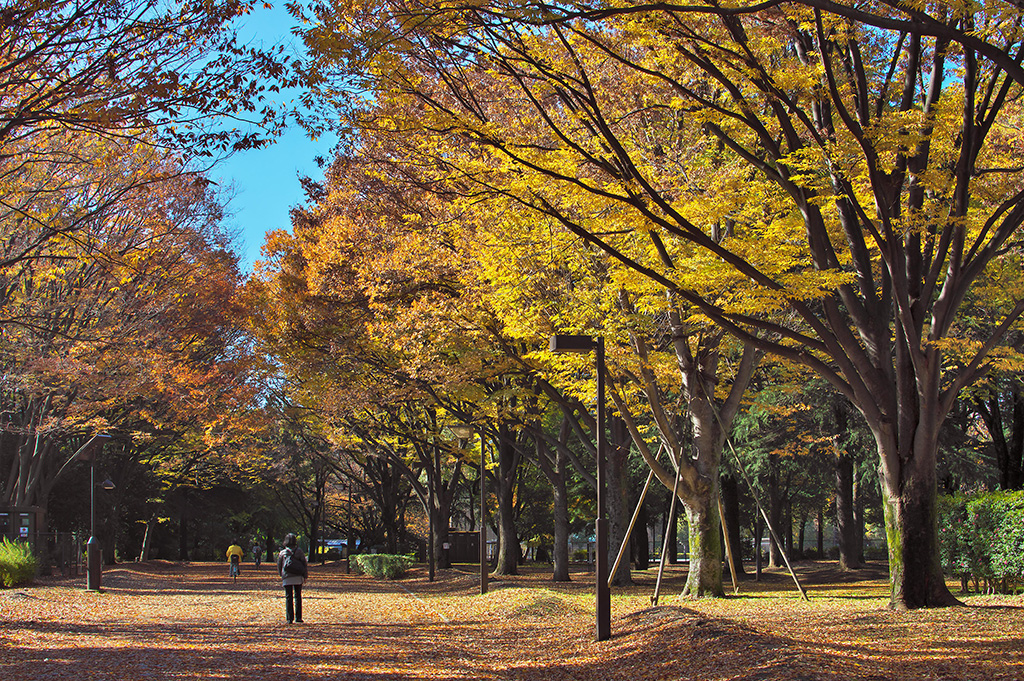 砧公園の紅葉(東京都/世田谷区)