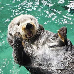 希少！ラッコがいる日本の4つの水族館は？キュートな行動や性格、浮く理由など生態も