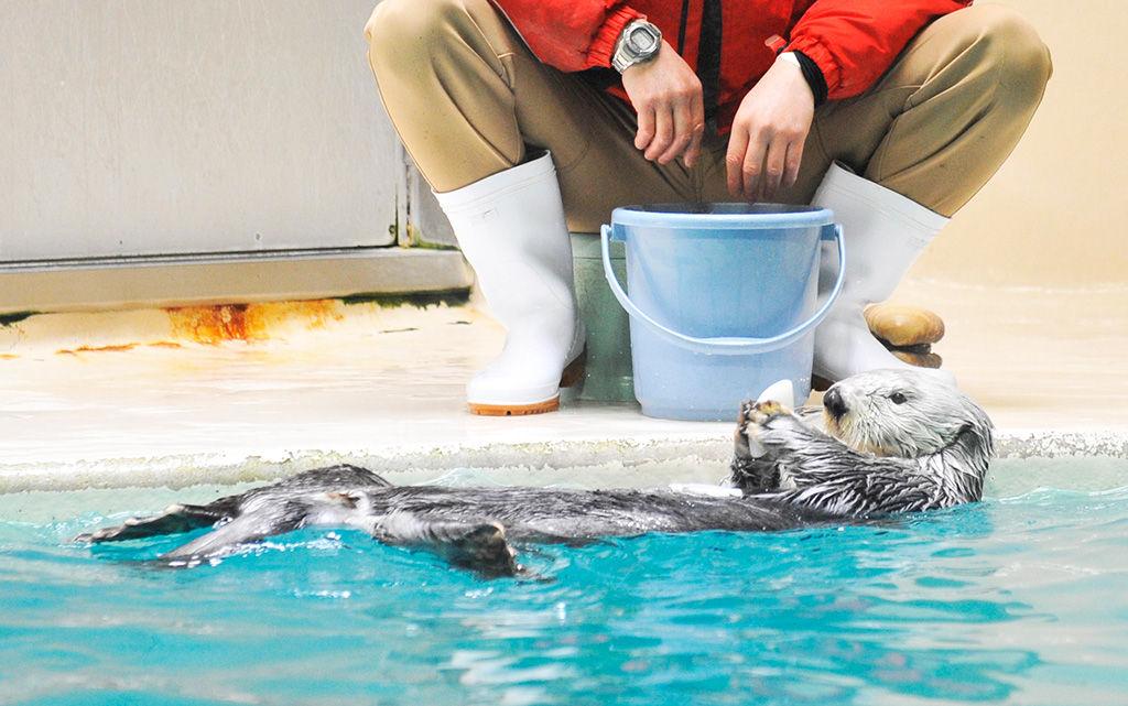 「鳥羽水族館」のラッコ(三重県/鳥羽市)