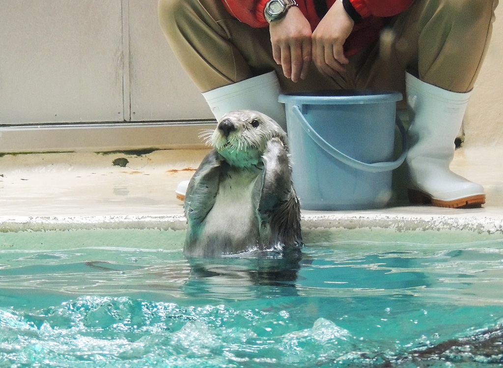 「鳥羽水族館」のラッコ(三重県/鳥羽市)