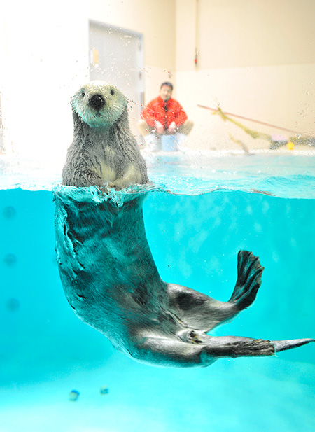 「鳥羽水族館」のラッコ(三重県/鳥羽市)