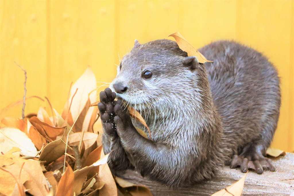 コツメカワウソ/横浜・八景島シーパラダイス(神奈川県)