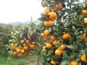 福岡県の秋の味覚 果物狩りスポット10選 22 ぶどう狩り みかん狩り 芋掘りなど るるぶkids