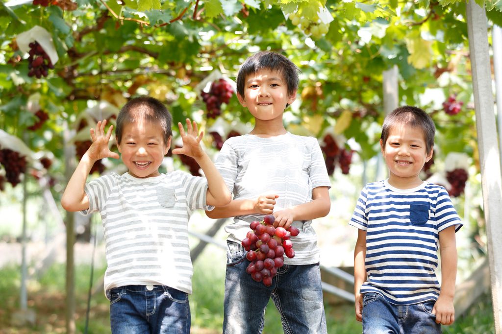 新潟県の秋の味覚&果物狩りスポット8選(2022)ぶどう狩り・梨狩りなど