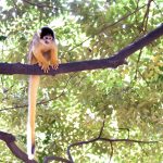 日本モンキーセンター（愛知県犬山市）たくさんのサルの仲間に会える一味違う動物園