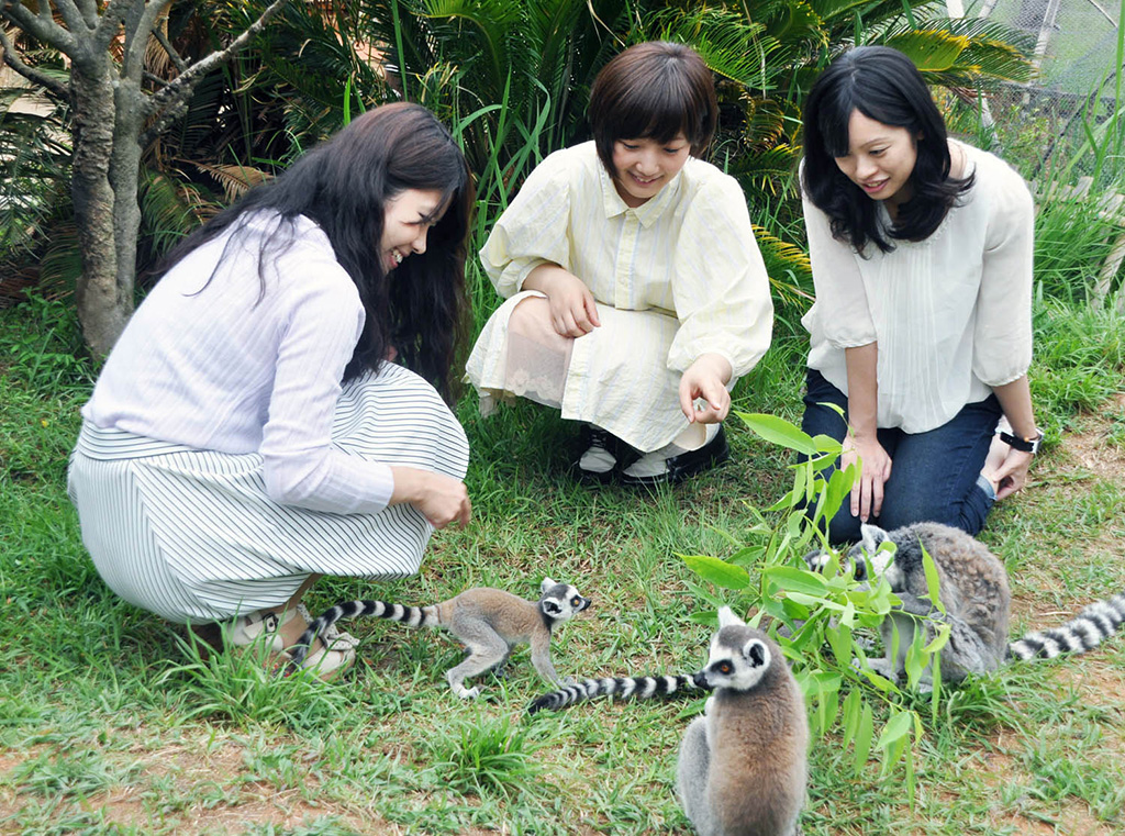 ワオキツネザルを間近で観察/日本モンキーセンター(愛知県/犬山市)