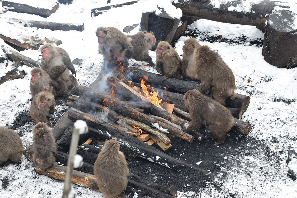 名物「焚き火にあたるサル」/日本モンキーセンター(愛知県/犬山市)