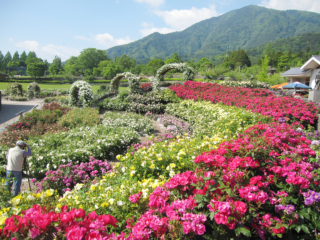 富士川クラフトパークのバラ園/(山梨県/身延町)