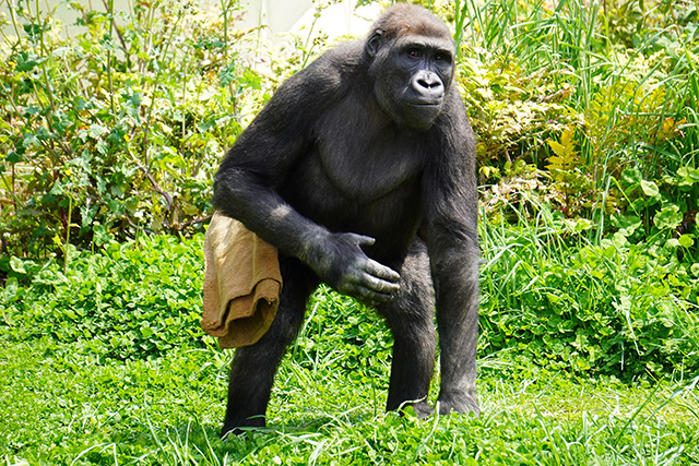 ゴリラの“キヨマサ”/東山動植物園(愛知県/名古屋市)