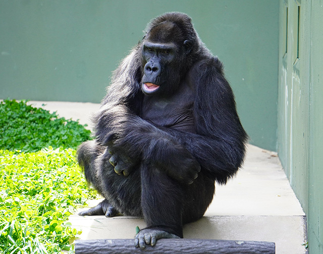 ゴリラの“ネネ”/東山動植物園(愛知県/名古屋市)