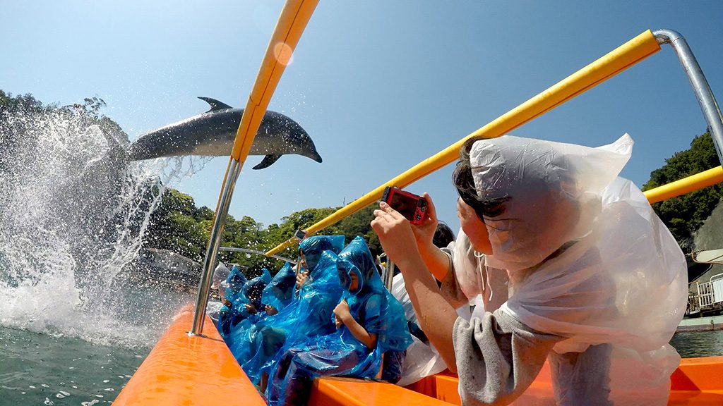 イルカが頭上をジャンプする「アメージング・シート」/下田海中水族館(静岡県/下田市)